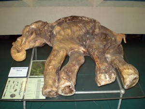 Копия единственного полностью сохранившегося детеныша мамонта